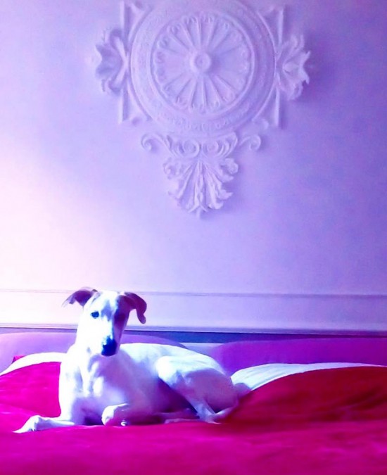 His Royal Highness Nelson - Eyestylist Nelson - His Royal Highness